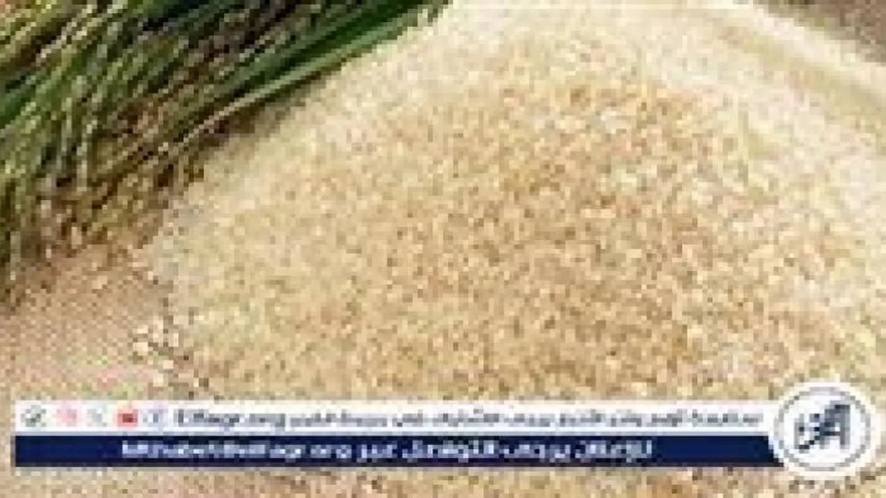 أسعار الأرز الأبيض والشعير في المنيا اليوم الأربعاء 26 نوفمبر 2025